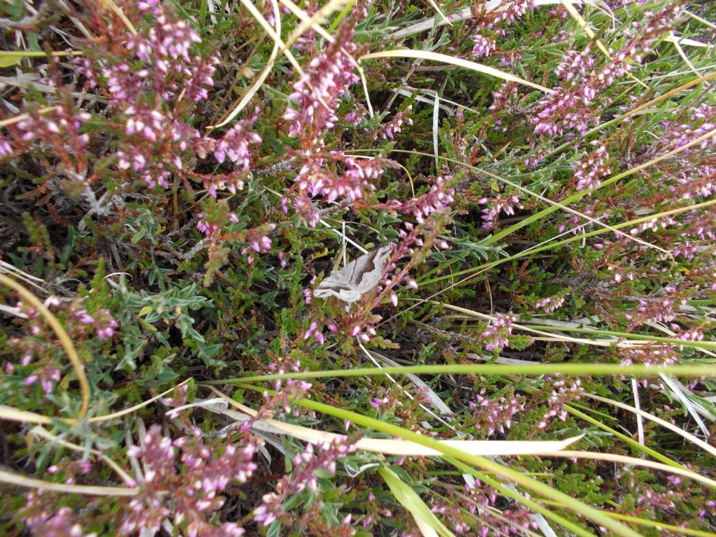 Geometride da id - Scotopteryx angularia o moeniata